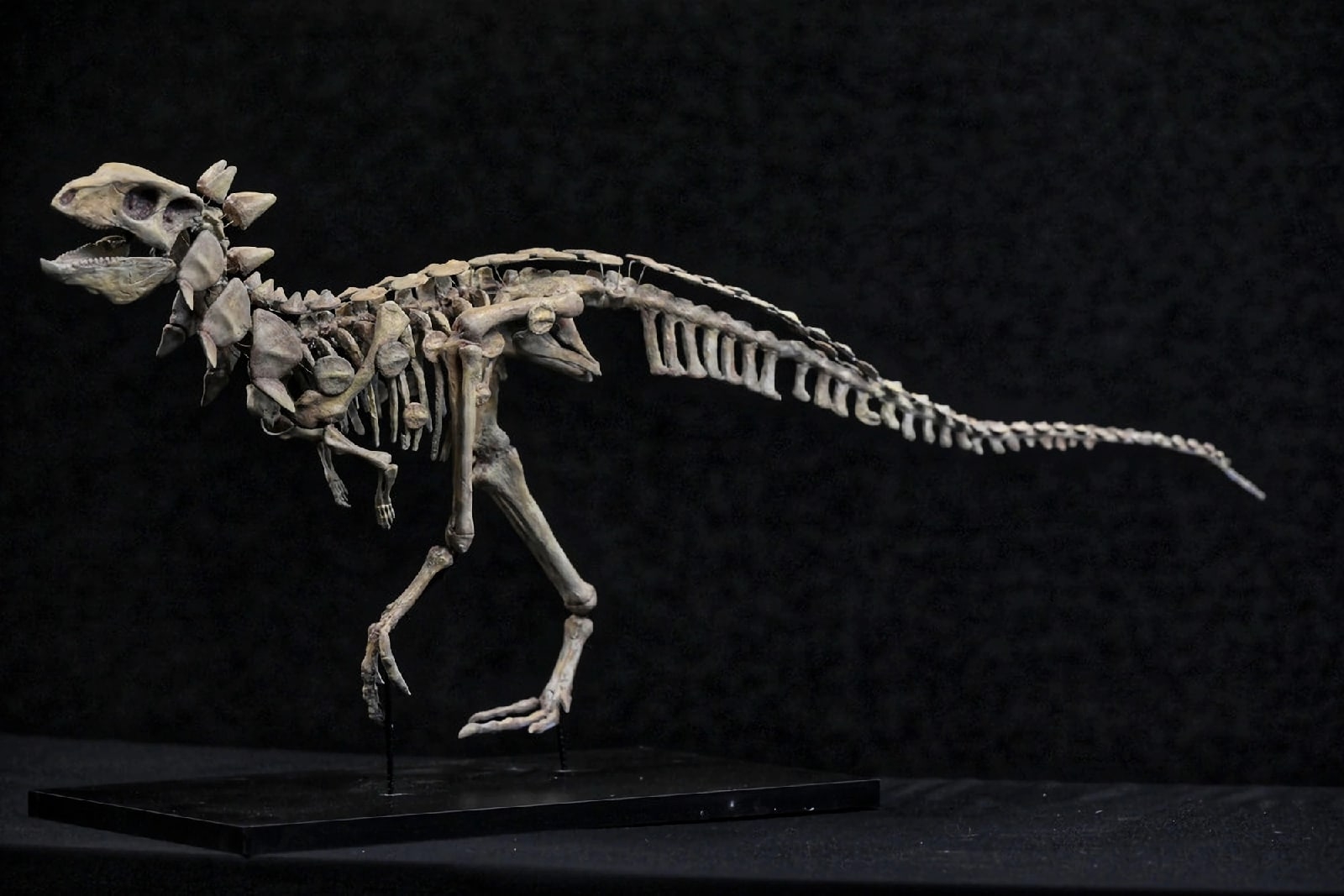 Учеными из Аргентины открыт новый вид динозавра, которого назвали Jakapil kaniukura.