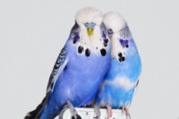 Компания Nothing показала фото двух попугаев, сидящих на ещё не представленном смартфоне Nothing Phone 1, презентация которого состоится 12 июля.