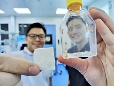 Учёные в Сингапуре изобрели биоразлагаемый пластырь на основе коллагена из шкуры лягушки-быка.